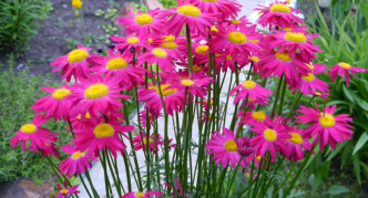 קמומיל קווקזי