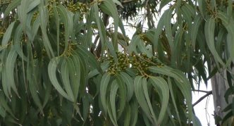 אֶקָלִיפּטוּס