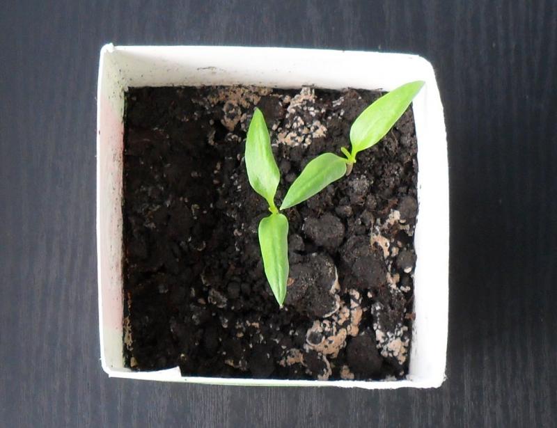 עובש חדר לעציץ עם שתילים