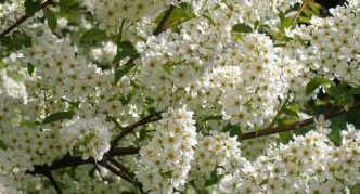 דובדבן ציפורים