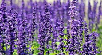 אֲזוֹבִיוֹן