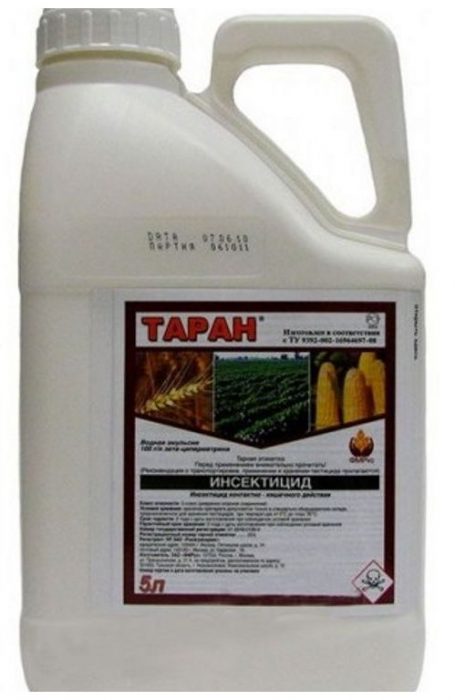 ראם בתוך מיכל