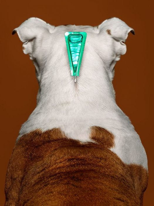 טיפות פרונטליין על שכמות הכלב