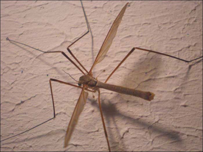 יתוש על הקיר