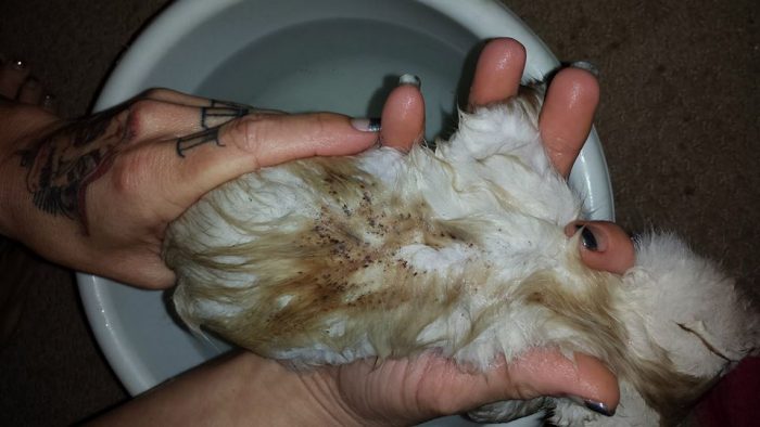 בלוקים על החתלתול