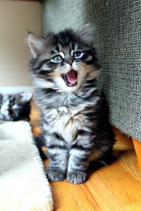 חתלתול בריא