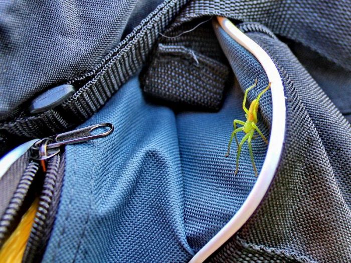 עכביש בשקית