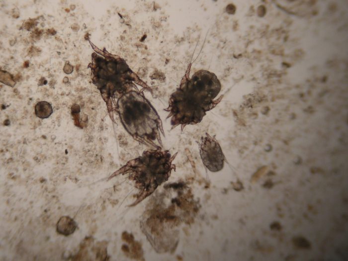 קרדית אוזניים תחת מיקרוסקופ