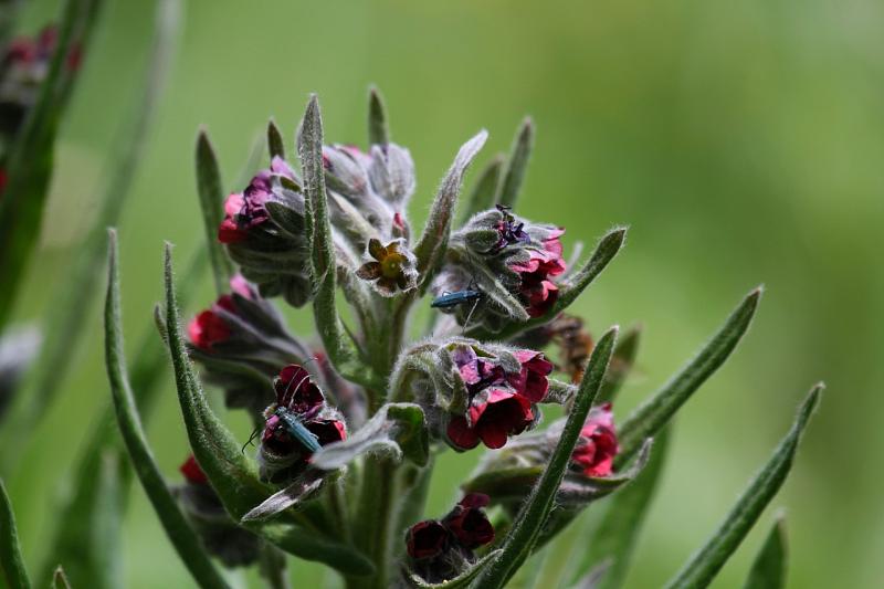 שורש שחור הוא תרופה יעילה נגד מכרסמים.