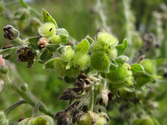 שורש שחור ופירותיו