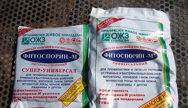 פיטוספורין