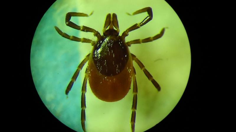 למה קרציות מסוכנות ואיך להגן על עצמך מפניהן?