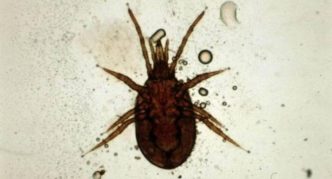 קרדית עכבר (Dermanyssus sanguineus)