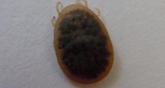 קרדית עוף (Dermanyssus gallinae)