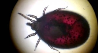 קרדית חולדה (Ornithonyssus bacoti)