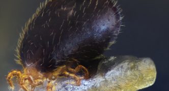 קרדית הנחש (Ophionyssus natricis)