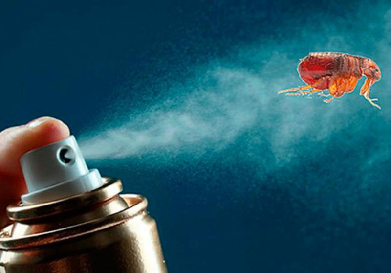 הנזק הגדול של טפילים קטנים, או איך להיפטר מפרעושים במרתף