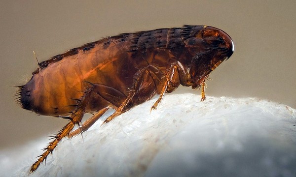 פרעוש חום מוגדל