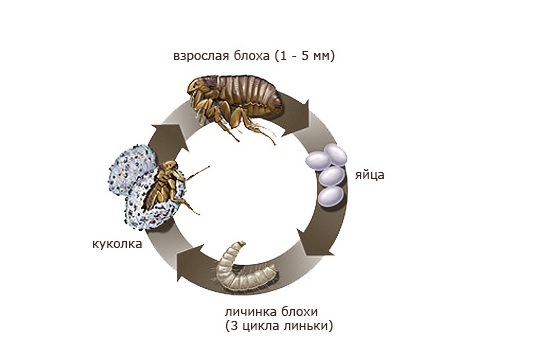 מחזור החיים של פרעוש