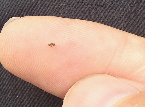 פרעוש על אצבע