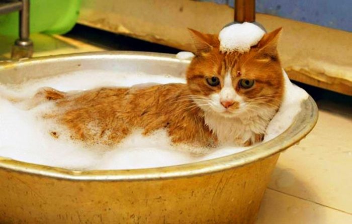 חתול ג'ינג'י שוכב בקצף בקערה