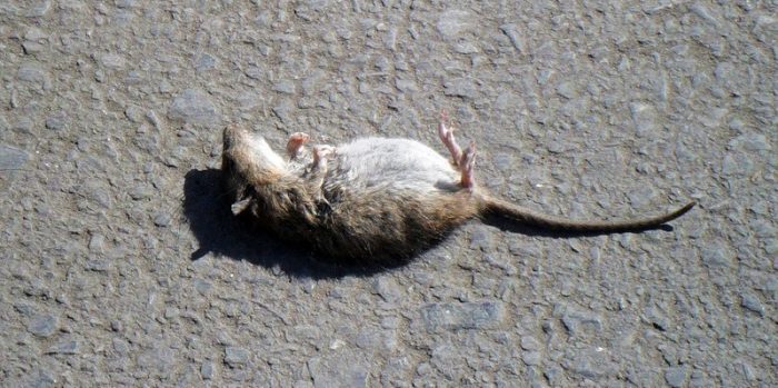 מכרסם מת שוכב על גבו