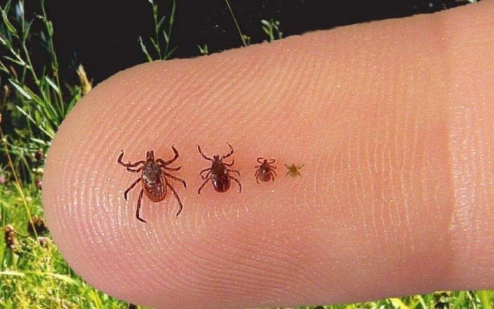 חייה של קרציה