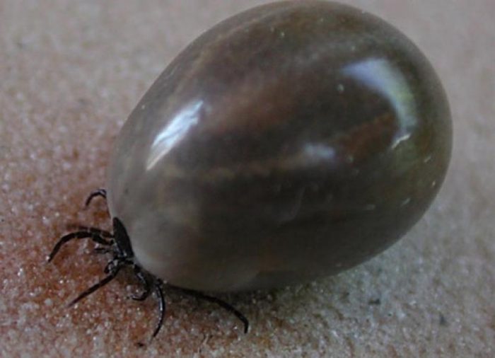 הקרציה שותה דם