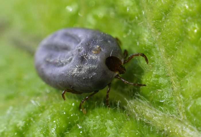 קרצייה נקבה שניזונה היטב