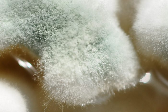 סוגי עובש על עץ