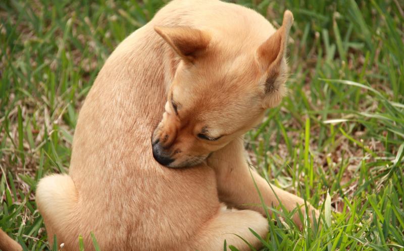 פרעושים: מבנה, סוגים, הרגלי אכילה ורבייה ושיטות הדברה