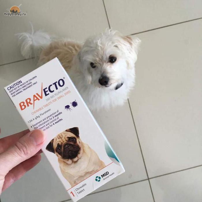 ברבקטו והכלב