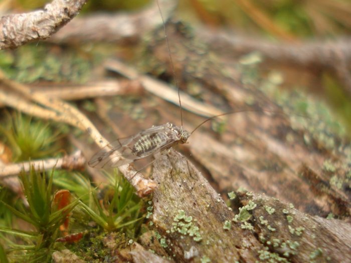 קרדית חציר בטבע