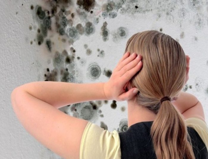 עובש על הקירות