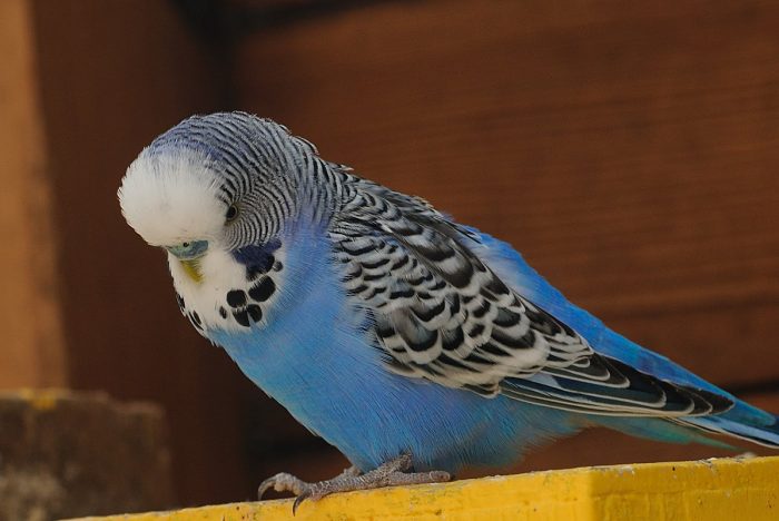 תוּכִּי קָטָן