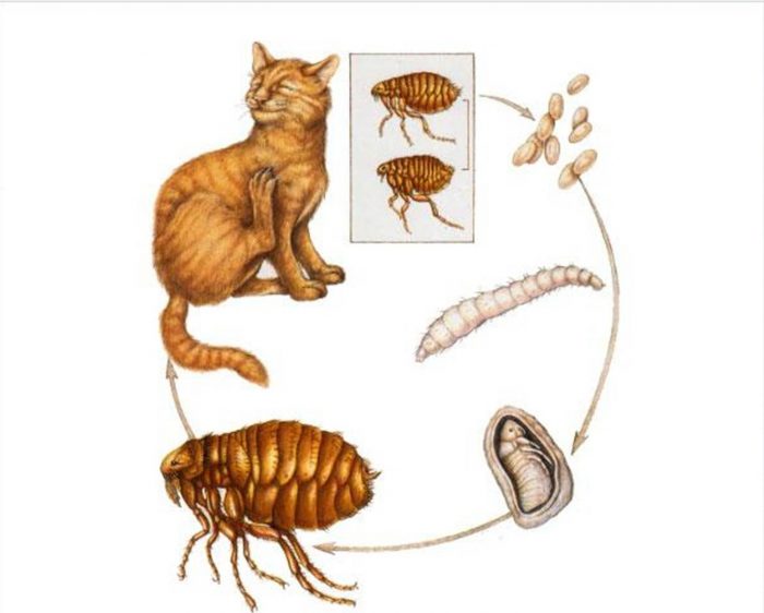 מחזור החיים של פרעוש