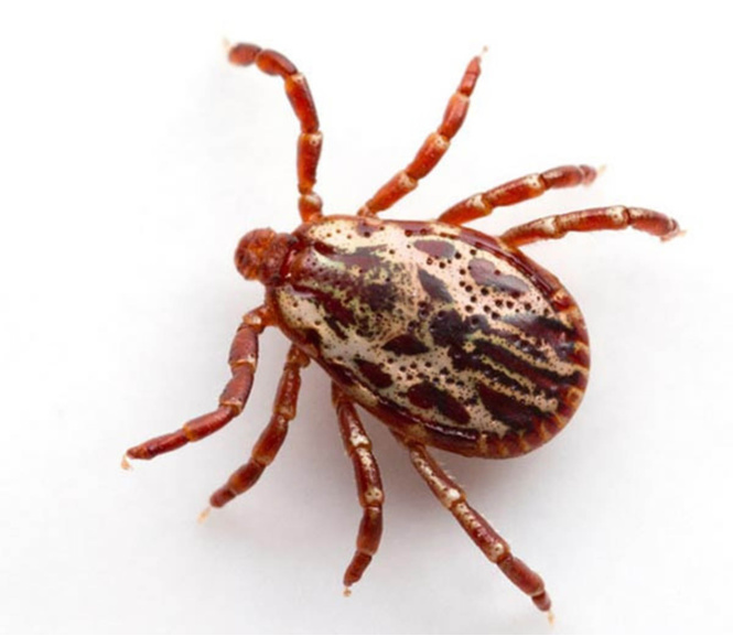 קרדית חולדה