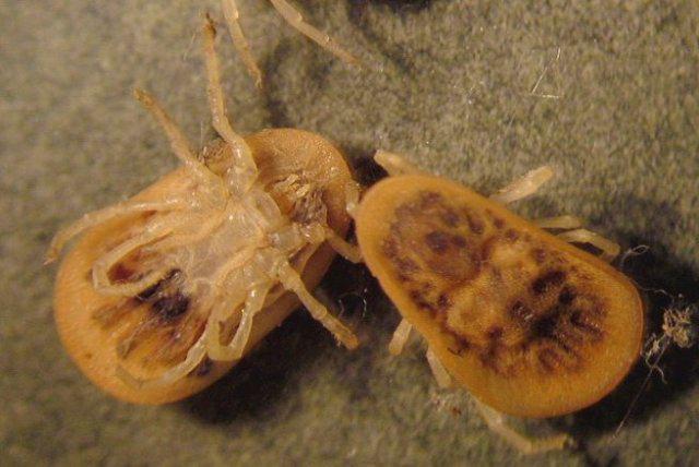 קרצית ארגסיד