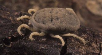 קרדית אגראס, גוף עגול אפור עם רגליים בהירות