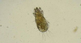 קרדית אסם, גוף מוארך שקוף