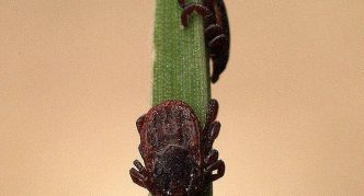 קרצית כלב חומה, שני טפילים על גבעול ירוק