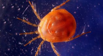 קרדית המים, גוף עגול כתום במים