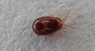 קרדית גמאסיד, גוף סגלגל עם רגליים שקופות