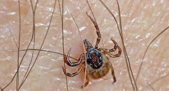 קרציה על עור שעיר