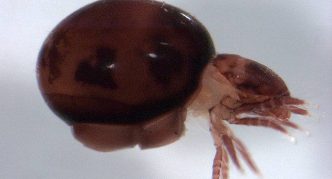 קרדית משוריינת בעלת גוף עגול ורגליים בולטות מתחתיה.