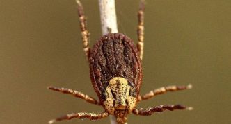 קרצית מרעה על ענף, פני גופה דומה לקליפת אגוז מלך