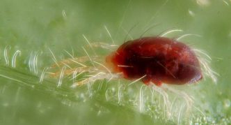 קרדית עכביש, גוף אדום כהה עם רגליים שקופות