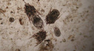 קרדית אוזניים, גוף מתוח