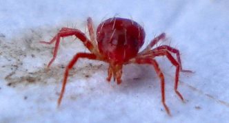 קרדית טורפת, רגליים ארוכות ודקות