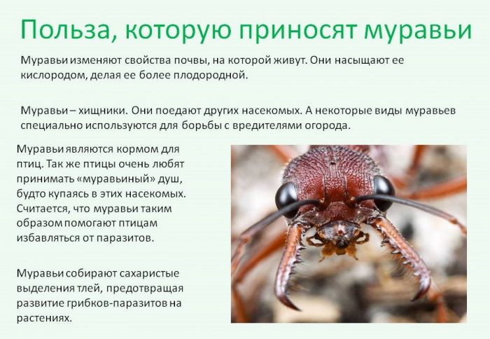 היתרונות של נמלים